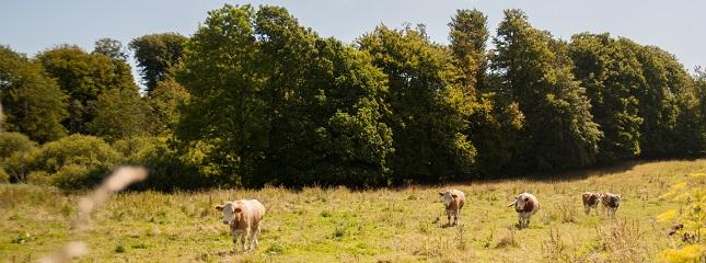 Cows. Photo: Jacob Nyborg Andreasen. Meat and fish
