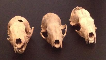 Three marten skulls. Three marten skulls.