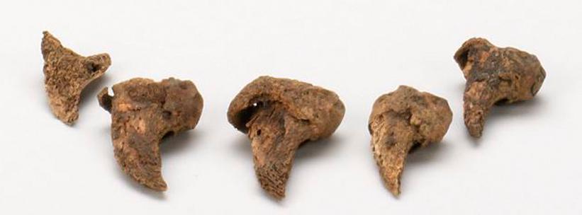 Claws from a bear found in a princely tomb near Varpelev on Southern Seeland. 4th century BC. Claws from a bear found in a princely tomb near Varpelev on Southern Seeland. 4th century BC.