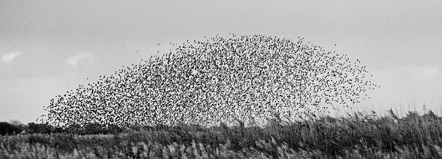 "Sort sol" ("black sun") created by a flock of birds. An omen to the Vikings? Photo: Niels Linneberg Runic magic